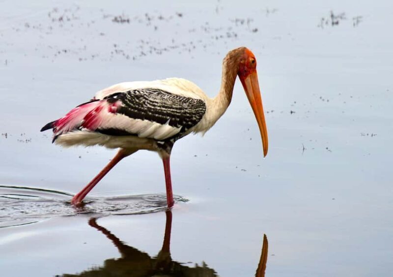 Kumana National Park: Private Birdwatching Safari Tour - Introduction