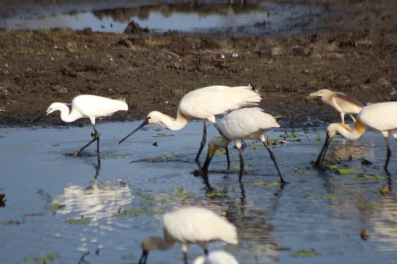 Kumana National Park: Private Birdwatching Safari Tour - Starting Point and Transportation