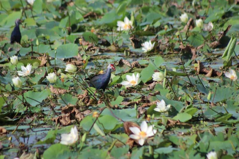 Kumana National Park: Private Birdwatching Safari Tour - Birdwatching Highlights