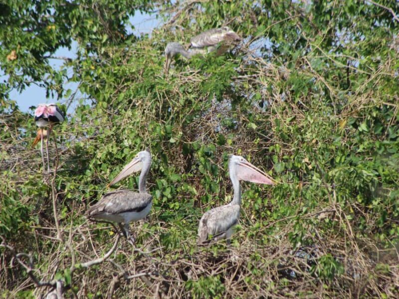 Kumana National Park: Private Birdwatching Safari Tour - Wildlife Sightings and Ecosystem Insights