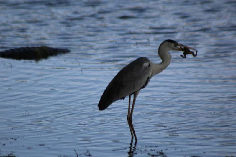 Kumana National Park: Private Birdwatching Safari Tour - Practical Details and Experience Quality