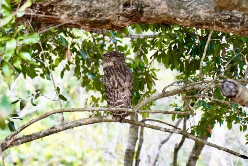 Kumana National Park: Private Birdwatching Safari Tour - An Introduction to the Experience