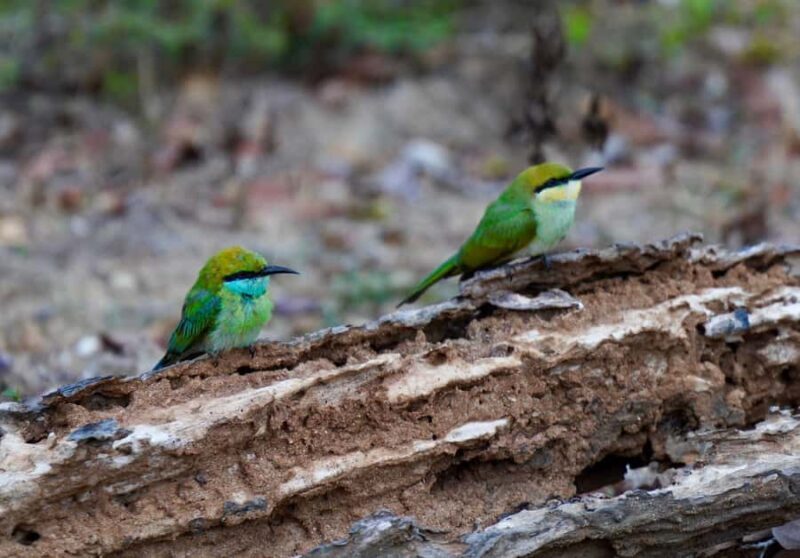 Kumana National Park: Private Birdwatching Safari Tour - What Makes it Valuable?