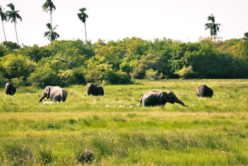 Kumana National Park : Private Half-Day Jeep Safari - Good To Know