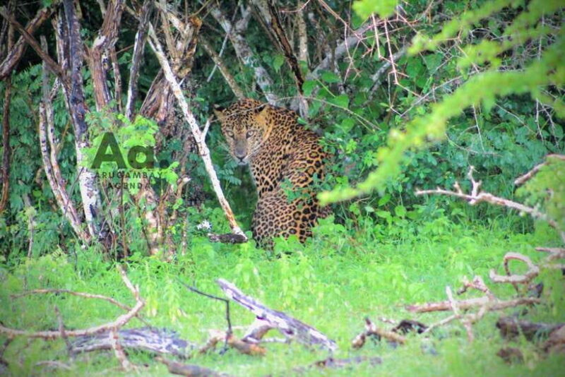 Kumana National Park : Private Half-Day Jeep Safari - Breakdown of the Itinerary