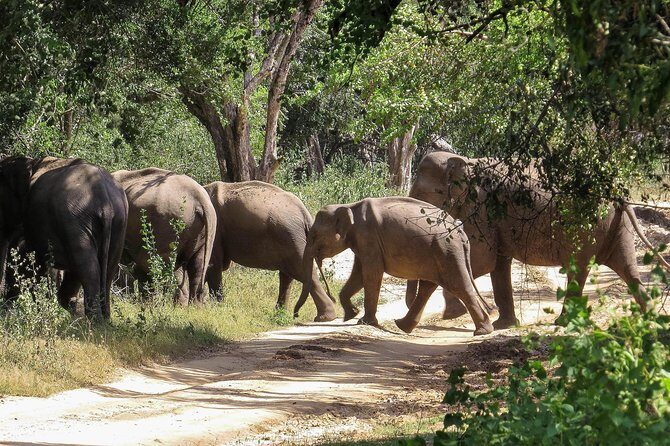 Kumana National Park Private Safari - Kumana National Park Private Safari: An Insider’s View