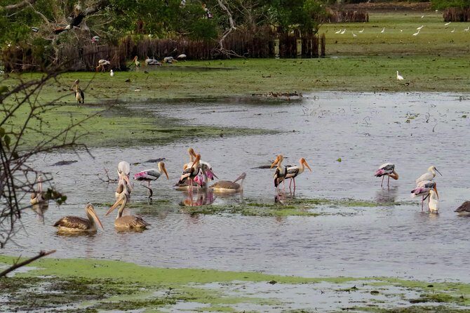 Kumana National Park Private Safari - An Up-Close Look at the Kumana National Park Safari
