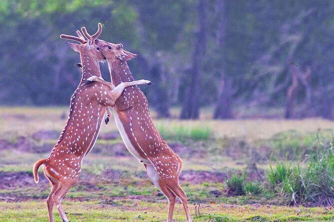 Kumana National Park Safari From Arugam Bay - Pricing and Booking Details