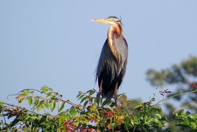 Kumana National Park Safari From Arugam Bay - Reviews and Questions