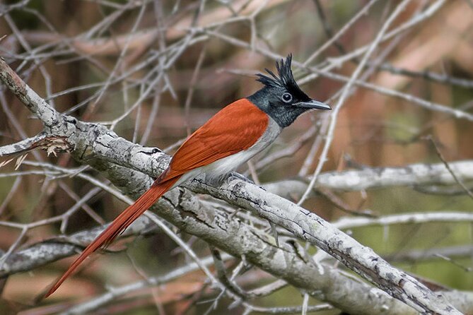 Kumana National Park Safari From Arugam Bay - Other Information