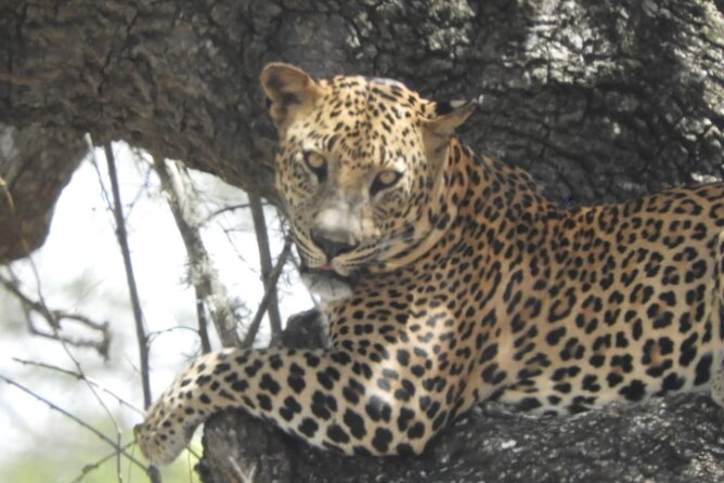 Kumana National Park Safari From Arugam Bay - Experienced Driver and Tracker