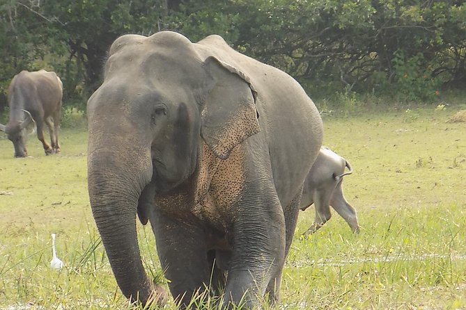 Kumana National Park Wildlife Safari - Wildlife Encounters