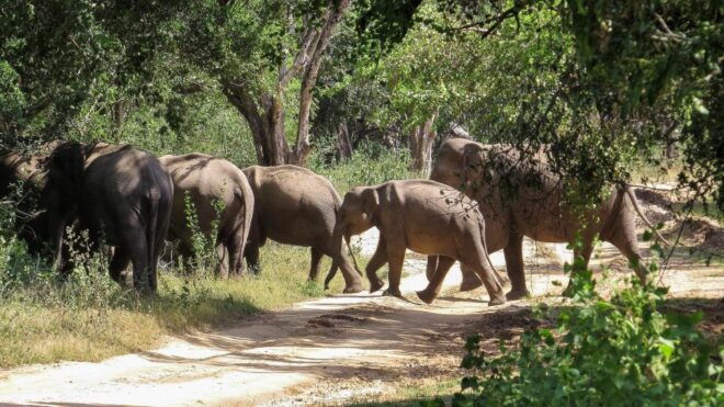 Kumana: Private 3-Hour Kumana National Park Safari - Abundance of Wildlife