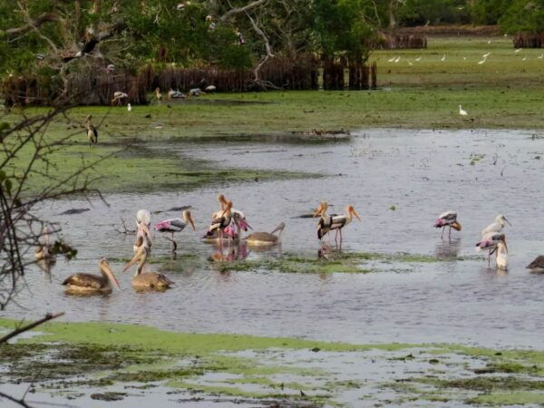 Kumana: Private 3-Hour Kumana National Park Safari - Helpful Information