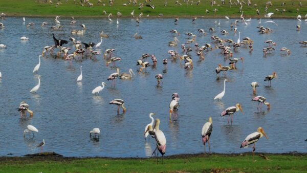 Kumana: Private 3-Hour Kumana National Park Safari - Additional Details