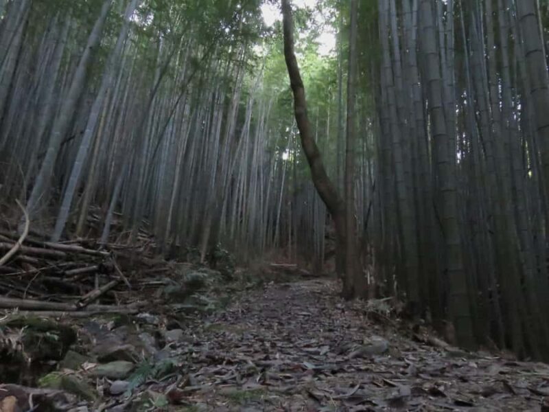 Kumano Kodo: Kiiji Pilgrimage Route Walking 7 Tours - Final Thoughts