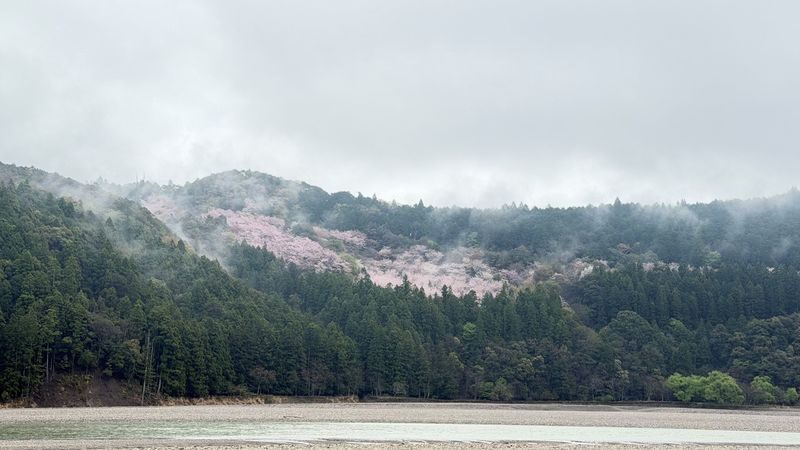 Kumano Kodo & Kumano Sanzan Full-Day Pilgrimage Tour - Who should book this tour?