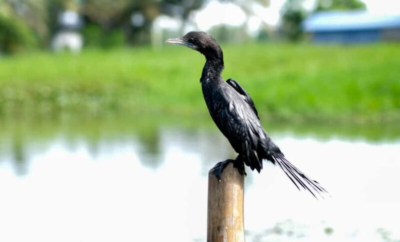 Kumarakom: Sunrise Cruise With Village Life and Local Food - Good To Know