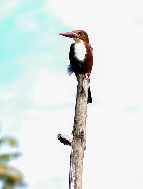 Kumarakom: Sunrise Cruise With Village Life and Local Food - Real Guest Insights & Tips