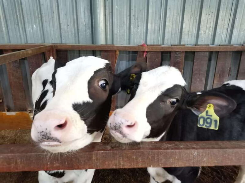 Kundasang : ATV Ride, Dairy Farm Visit & Meal Shared Tour - The Itinerary in Detail