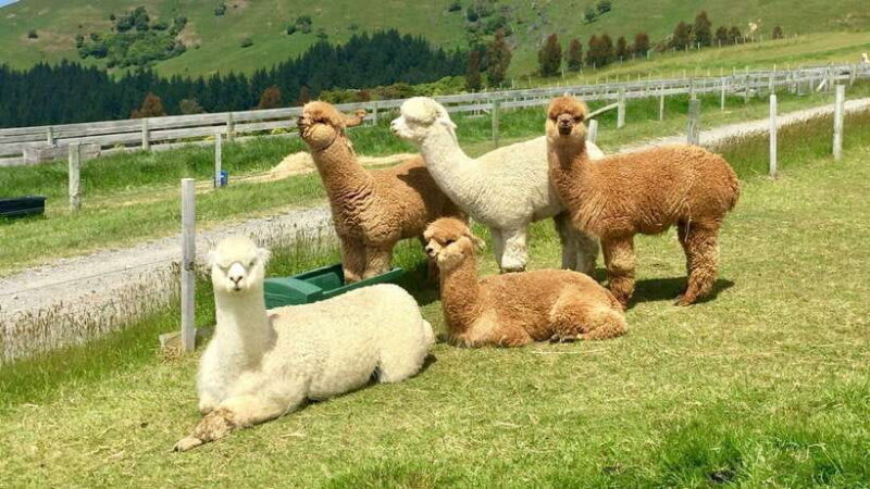 Kundasang: Day Tour with Desa Dairy Farm and Alpaca Club - Good To Know