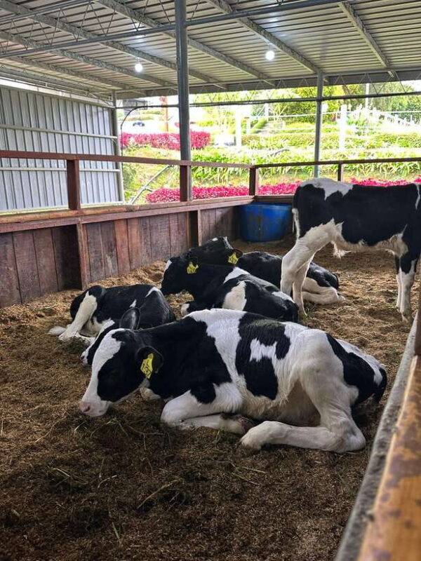 Kundasang Day Trip - Good To Know