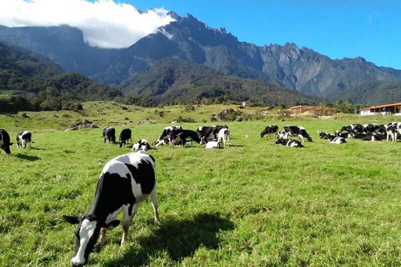 Kundasang Day Trip - FAQs