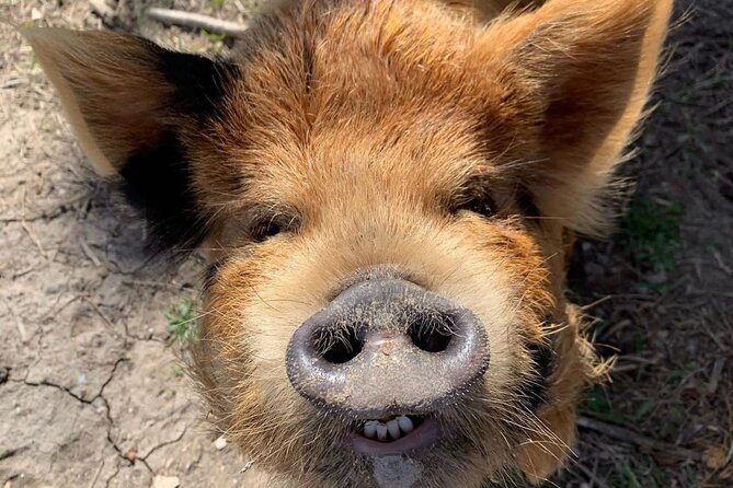 KuneKune Pig Farm Tour - Good To Know