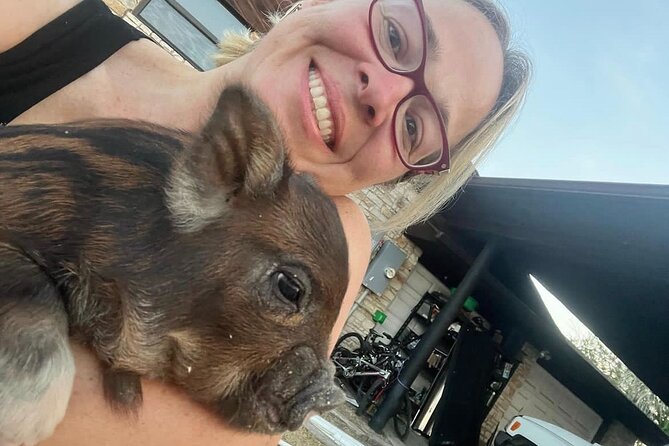 KuneKune Pig Farm Tour - Overview and Location