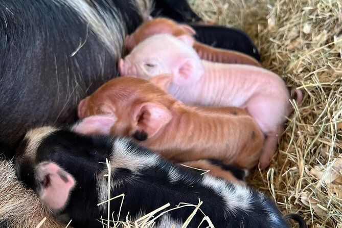 KuneKune Pig Farm Tour - Cancellation Policy