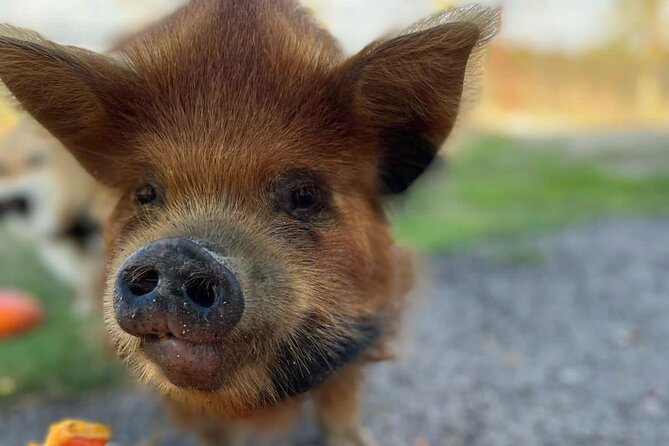 KuneKune Pig Farm Tour - The Sum Up
