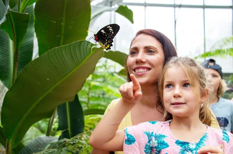 Kuranda: Australian Butterfly Sanctuary - Good To Know