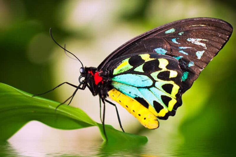 Kuranda: Australian Butterfly Sanctuary - The Sum Up