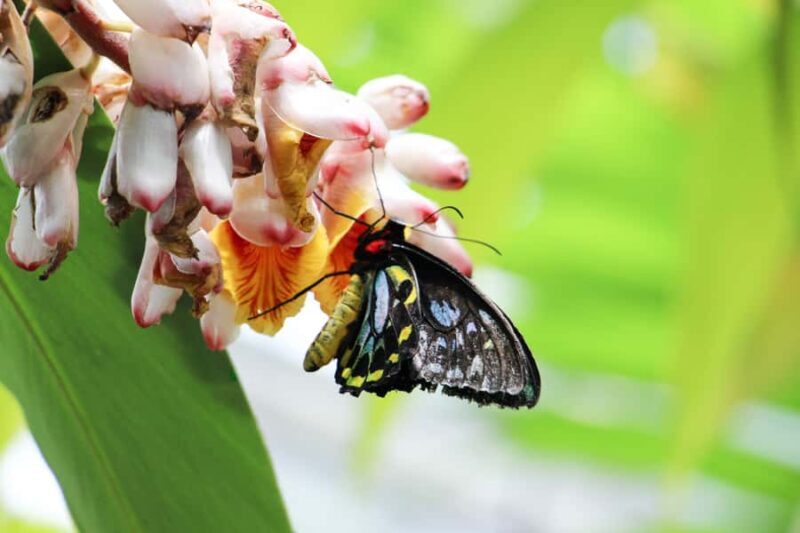 Kuranda: Australian Butterfly Sanctuary - FAQ