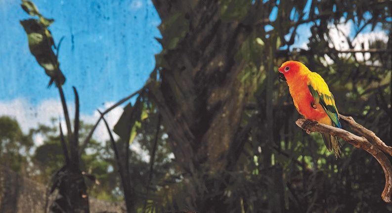 Kuranda Bird World Ticket in Cairns - A rainforest habitat, not a long park circuit
