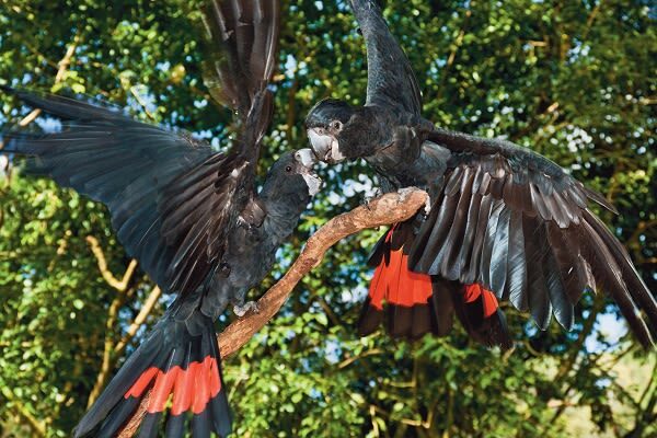 Kuranda Bird World Ticket in Cairns - What the visit feels like for families
