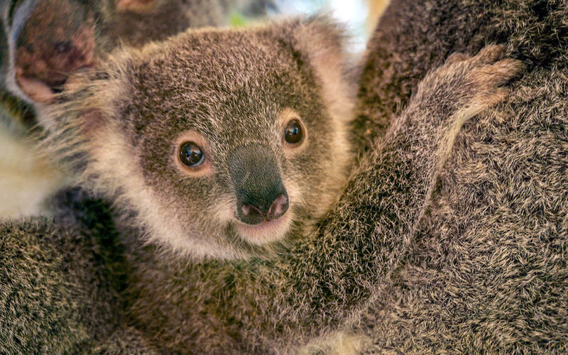 Kuranda Bird World Ticket in Cairns - Is the $18.55 starting price worthwhile?