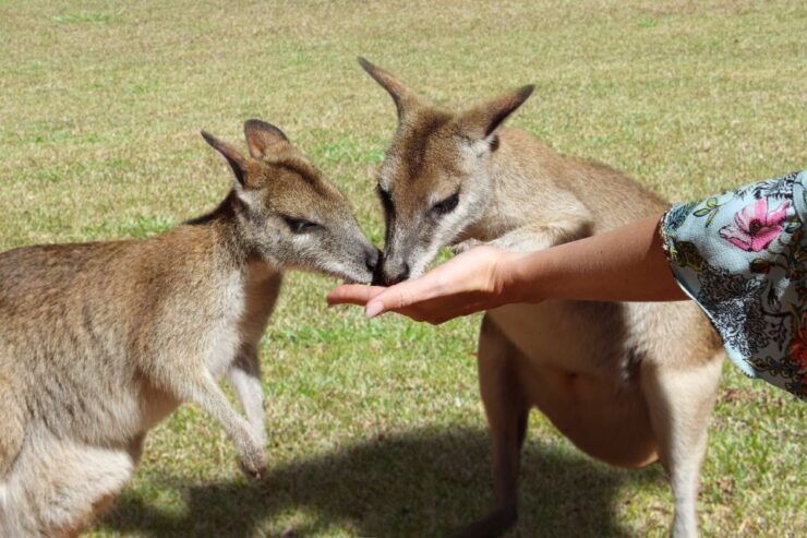 Kuranda, Cairns & Port Douglas Multi-Park Package - Park Experiences