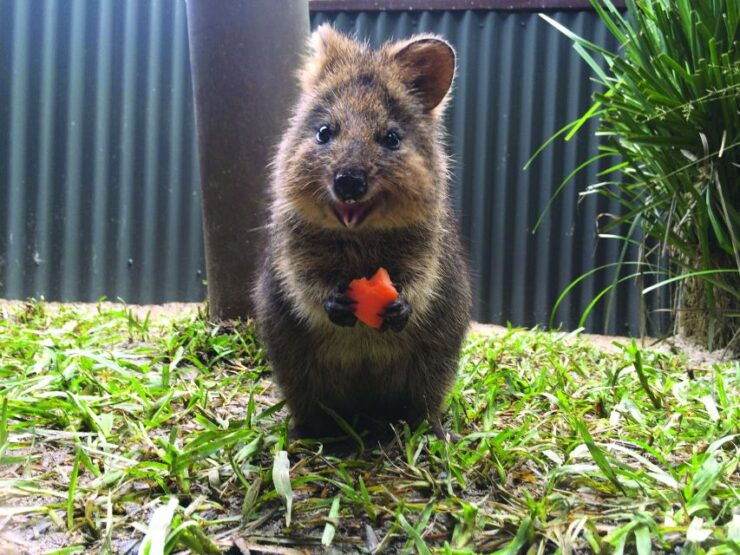 Kuranda: Friends in the Rainforest Koala Gardens & Birdworld - Experience Highlights