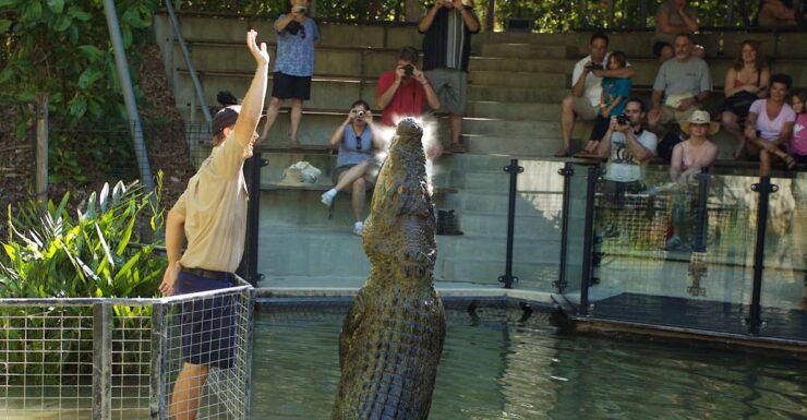 Kuranda & Hartley's Crocodile Adventures - Experience Highlights