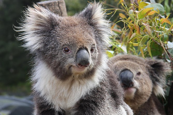 Kuranda Koala Gardens and Birdworld Admission Tickets - What To Expect
