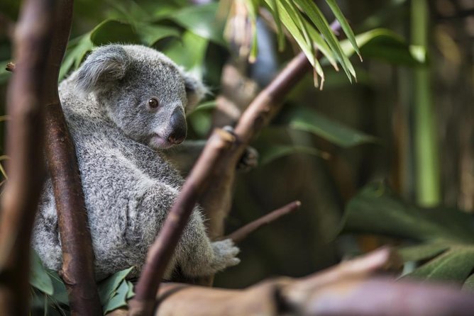 Kuranda Koala Gardens and Birdworld Admission Tickets - Additional Info