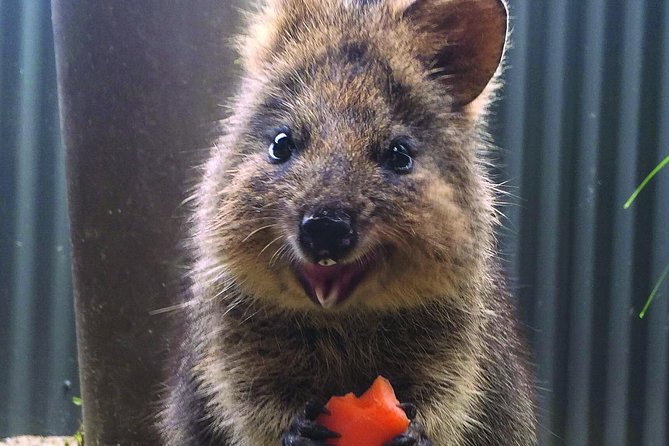 Kuranda Koala Gardens and Birdworld Admission Tickets - Cancellation Policy