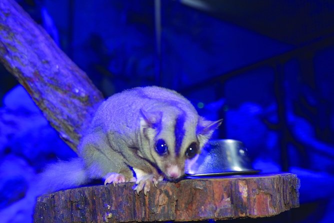 Kuranda Koala Gardens and Birdworld Admission Tickets - Viator Help Center and Product Information