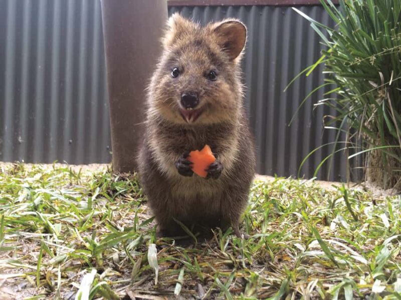 Kuranda Koala Gardens Park Entry - A Closer Look at the Experience