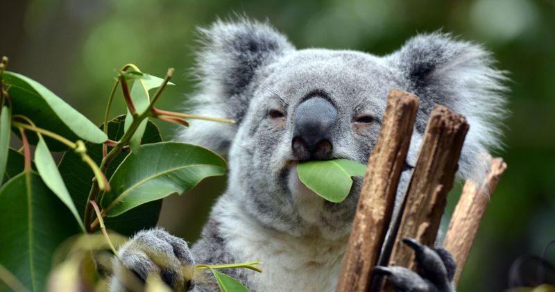 Kuranda Koala Gardens Ticket in Cairns - What to know before you go