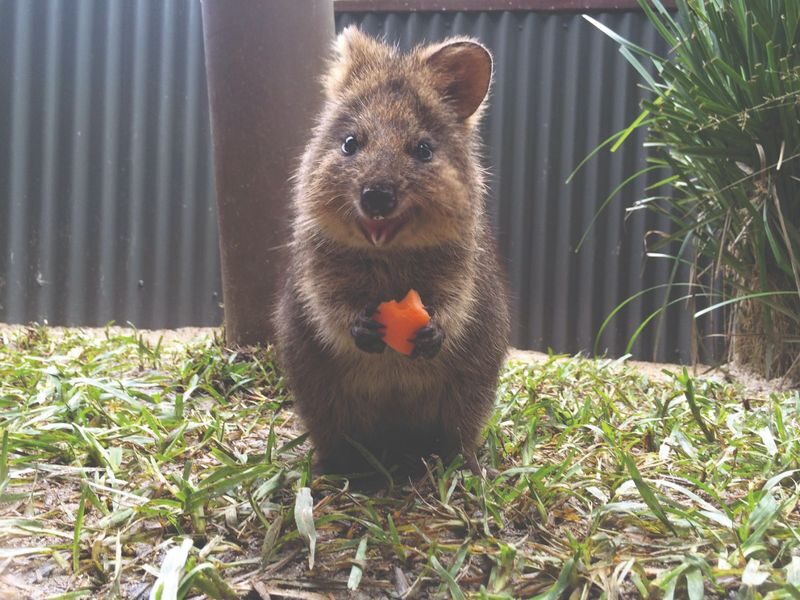 Kuranda Koala Gardens Ticket in Cairns - Kuranda Koala Gardens: a close-up wildlife stop in the village