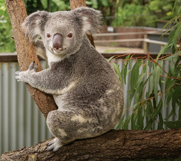 Kuranda Koala Gardens Ticket in Cairns - Kangaroos and wallabies bring the hands-on moment