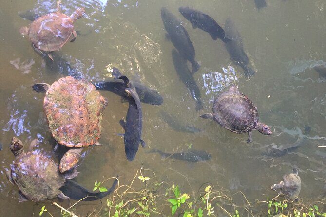 Kuranda Riverboat Sightseeing Cruise - Good To Know