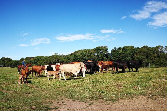 Kuranda Scenic Railway and Rainforest Station (Small Group) - FAQ